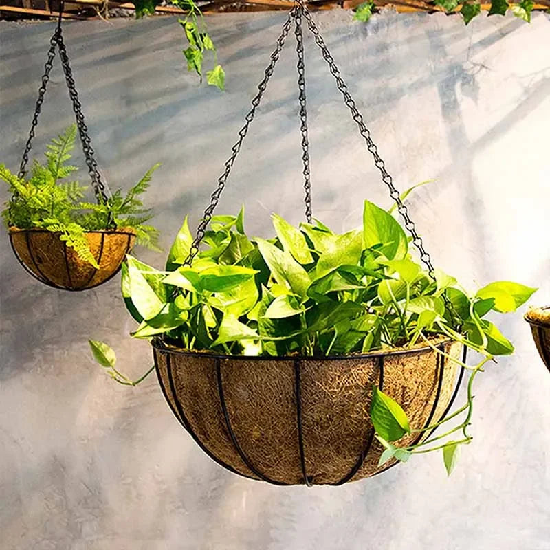Hanging basket planters with vibrant green foliage against a textured wall, ideal for stylish indoor gardening