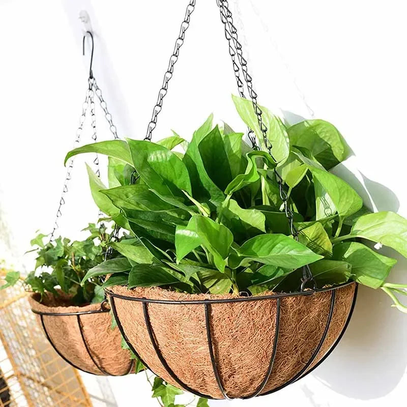 Two hanging wire basket planters with coconut coir liners holding vibrant green leafy houseplants against a white wall