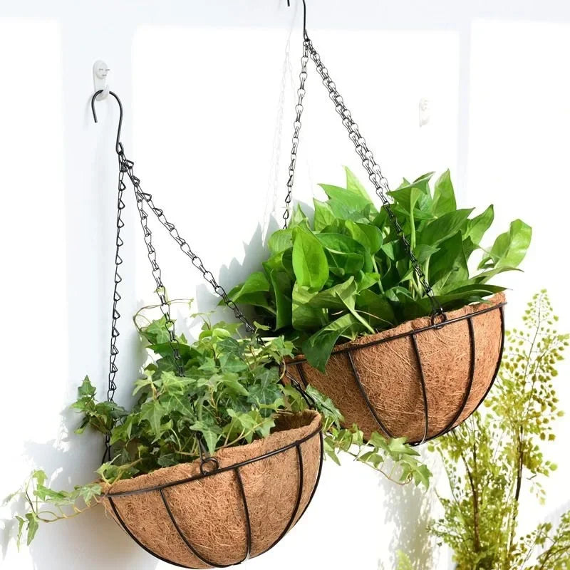 Two hanging coconut fiber basket planters with lush green foliage on a white wall, bright natural light